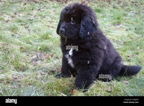 puppy, newfoundlander, puppies, newfoundlands Stock Photo - Alamy