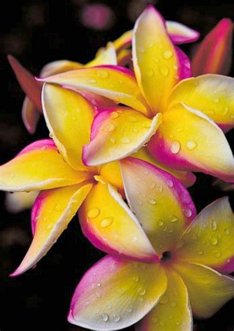 Live Plumeria Seedling Puu Kahea” Yellow Tropical Flowers Fragrant