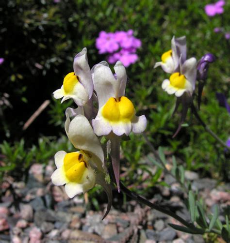 Linaria alpina | North American Rock Garden Society