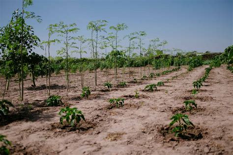 Les Arbres Plantés Par Ecosia Survivent Ils