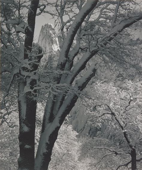 Trees and Snow with Cathedral Spires, Yosemite National Park, Ansel Adams | Mia