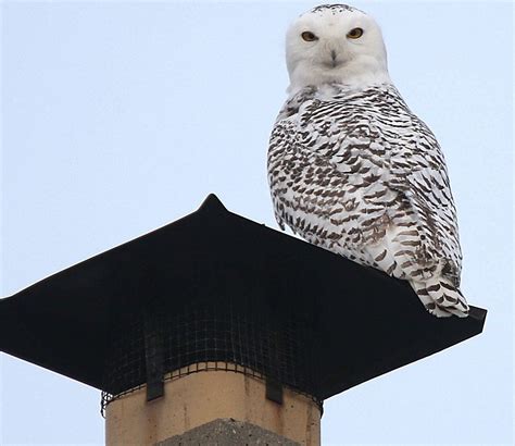 Arctic snowy owls in search for food are flying in 'intense' numbers to NY, other states ...