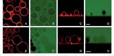 Figure From Formation Of Giant Unilamellar Vesicles From Spin Coated