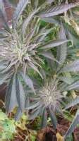 Ghost Train Haze Rare Dankness Seeds Galer A De Cannabis