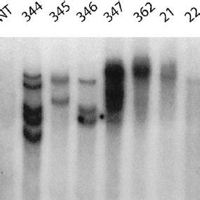 Southern Blot Hybridization Of Total Dna From T Plants Digested