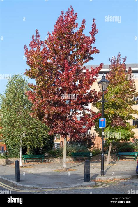 Autumnal American Sweetgum Liquidambar Styraciflua Street Tree