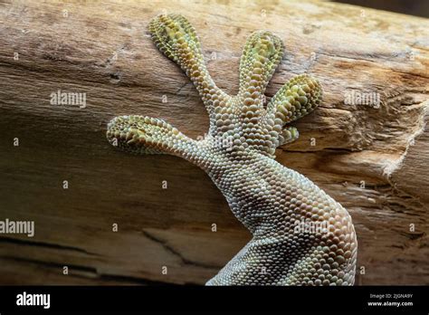 Close Up Of The Geckos Leg Standings Day Gecko Phelsuma Standingi