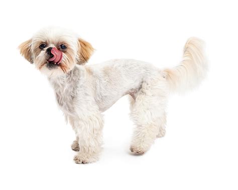 Premium Photo | Maltese and poodle mix dog licking lips