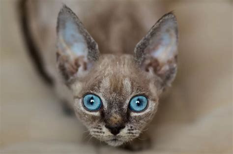 Devon Rex Cat Breed - affectionate, pixie ear cat