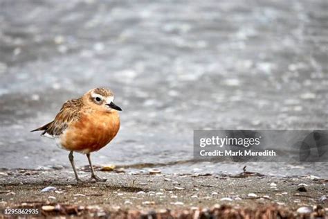 872 New Zealand Endangered Species Stock Photos, High-Res Pictures, and ...