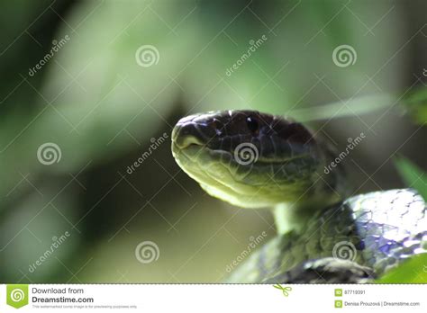 Serpiente De Hierba De La Cara Reptil Serpentes Imagen De Archivo