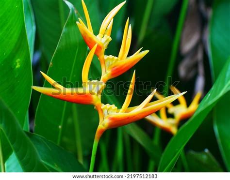 Heliconia Psittacorum Parrots Beak Parakeet Flower Stock Photo