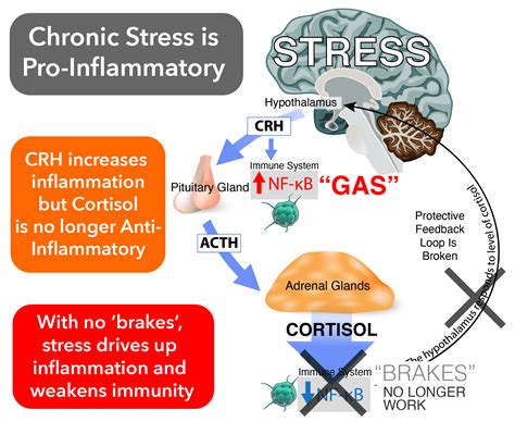 Does Stress Really Affect Your Immunity Or Is That Just Hippy Nonsense