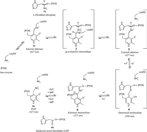 Scheme of the proposed mechanism for the transamination reaction ...