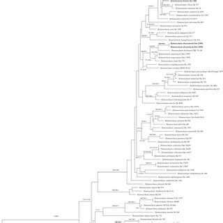 Phylogeny Of Hymenochaete And Related Species By Ml Analysis Based On