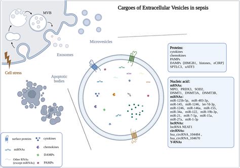 Frontiers Extracellular Vesicles Participate In The Pathogenesis Of