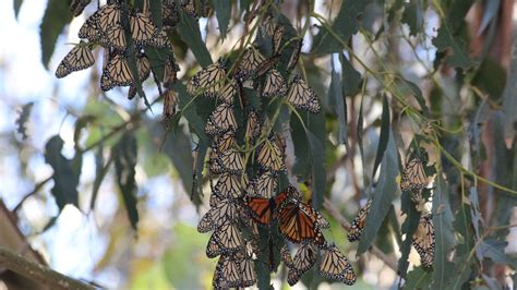 New Clues To Help Monarch Conservation Efforts • The Revelator R