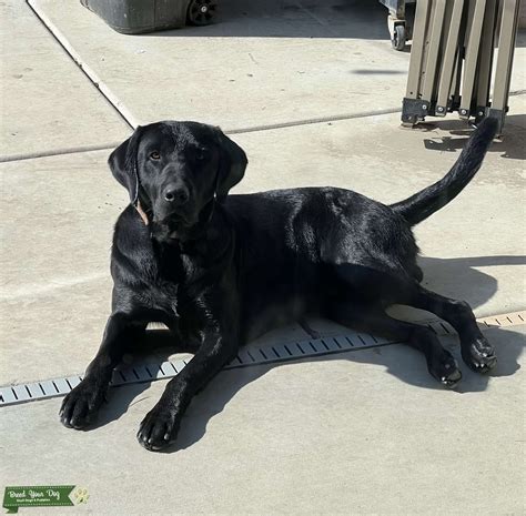 Black American Lab - Stud Dog in Central California, the United States | Breed Your Dog