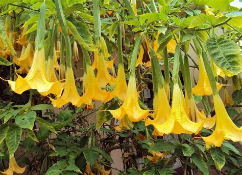 Yellow Angels Trumpet Plant Brugmansia