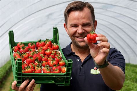 Karte Erdbeeren An Orten Selbst Pfl Cken In Mv