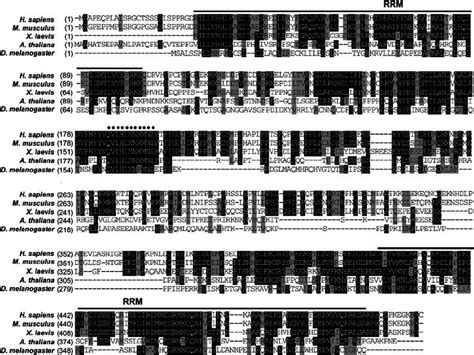 The U11 U12 65K Protein Is Evolutionarily Conserved Sequence Alignment