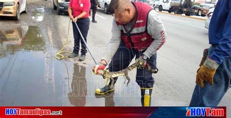 Hoy Tamaulipas Crias De Cocodrilos Siguen En Drenes Pluviales De Altamira