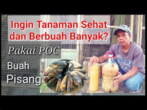 Cara Membuat Poc Dari Buah Pisang Agar Tanaman Sehat Dan Berbuah Banyak