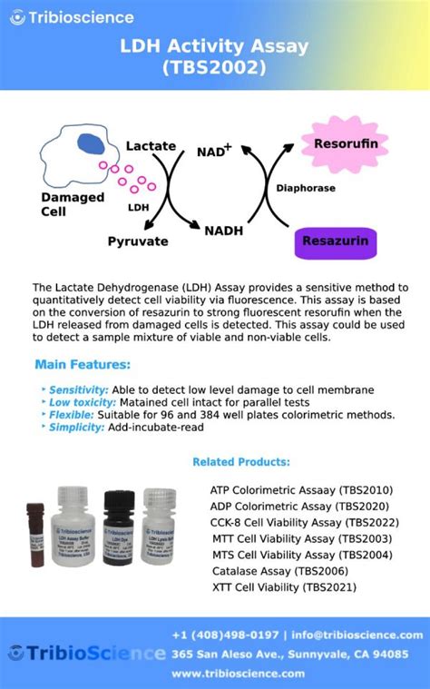 Ldh Cytotoxicity Assay Tribioscience