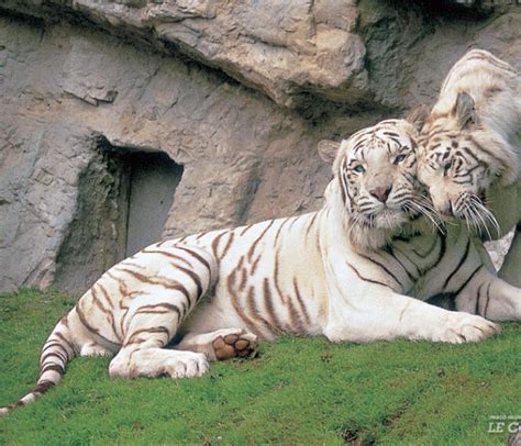 Themeparkzoo Parco Faunistico Le Cornelle zoo in Italië