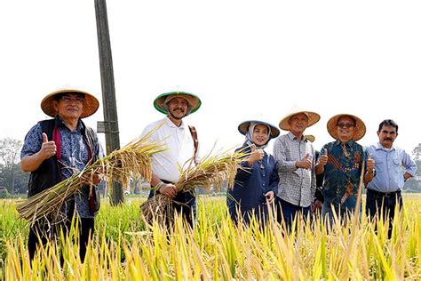 IPAT BO Meningkatkan Produktivitas Padi Hingga 12 Ton Per Hektare Trubus