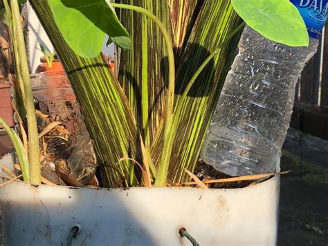 Rare Colocasia Tiger Stripes Green Stem Mother Plant Furniture Home