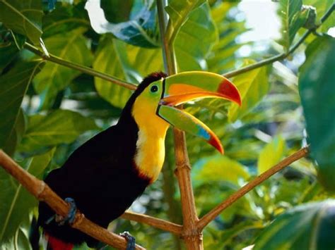 Toucan Facts | Species | Tan | Rescue Ranch | Lion King