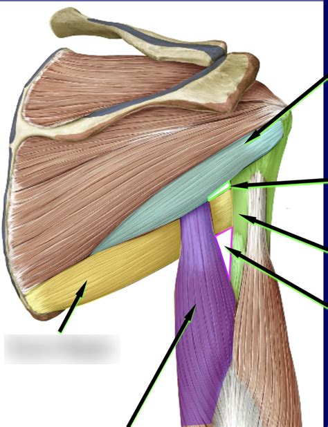 Shoulder muscles Diagram | Quizlet