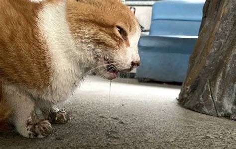 流浪貓疑遭打斷下巴無法進食 高中生、動物救援小組接力營救 生活 自由時報電子報