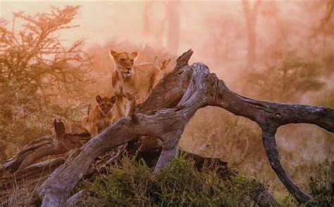 Excursi N De Un D A Al Parque Nacional Del Lago Manyara Con Visita