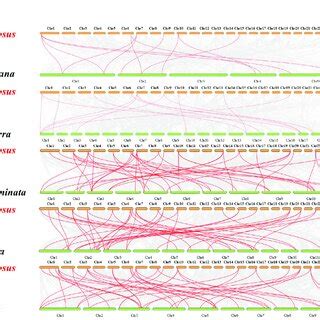 Syntenic Analysis Of Mads Box Genes Between Pineapple And Other Five