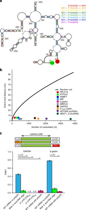 Mrnas And Lncrnas Intrinsically Form Secondary Structures With Short