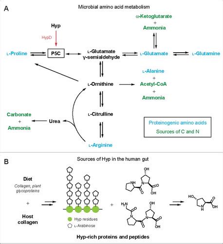 Full Article Anaerobic 4 Hydroxyproline Utilization Discovery Of A