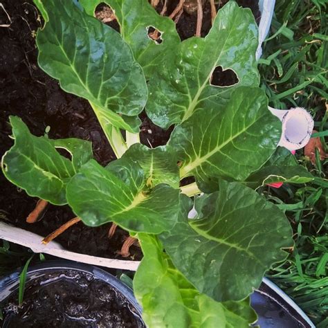 Some Green Leaves Are Growing Out Of The Ground Next To Pots With