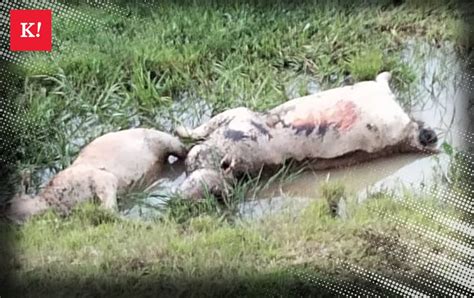 28 Ekor Lembu Mati Akibat Diracun Kosmo Digital