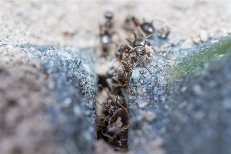 Ant Infestation In Bathroom