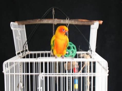 Beautiful Sun Conure Parrot with Playtop Cage & Accessories for Sale in ...