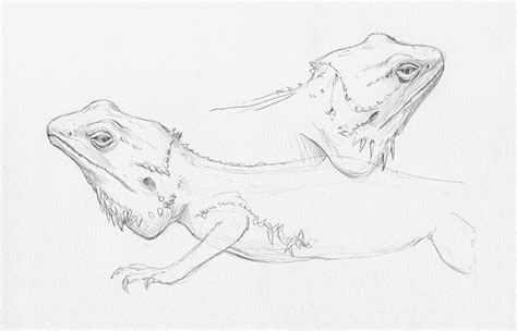 Bearded Dragon Sketch At Explore Collection Of