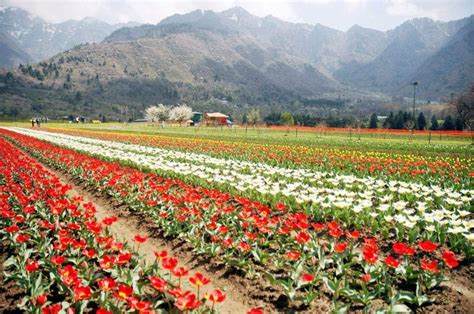 Tulip Garden Kashmirs Latest Star Attraction