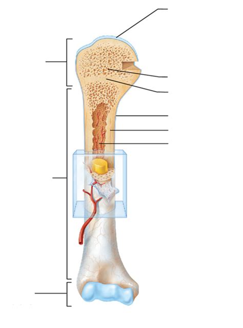 Long Bone Diagram Diagram | Quizlet