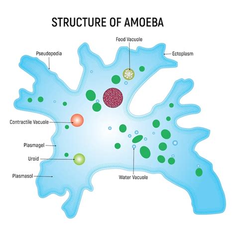 Estructura De La Ameba Vacuola Alimentaria Ectoplasma Vacuola De Agua Plasmagel Uroide Vector