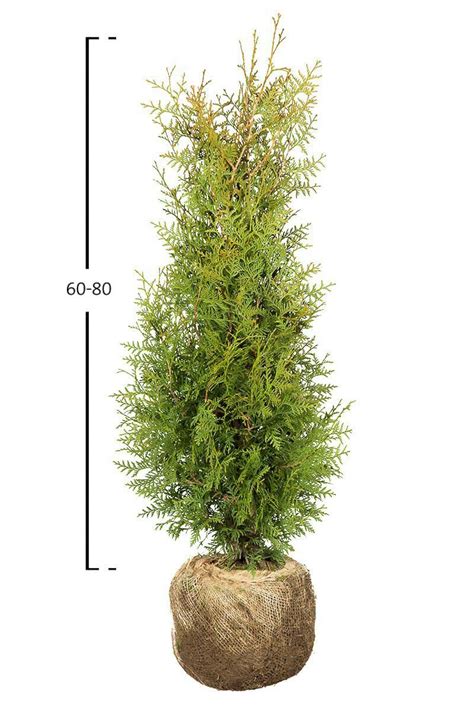 Thuja Brabant Hecke Kaufen G Nstig Auf Garmundo