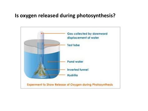 How Plants Works