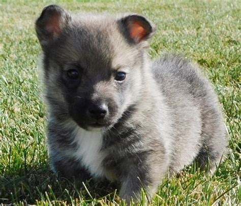 Bobby Swedish Vallhund Puppy 659595 | PuppySpot