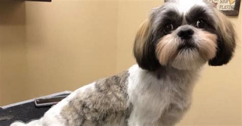 Tips For Managing Shih Tzu Shedding